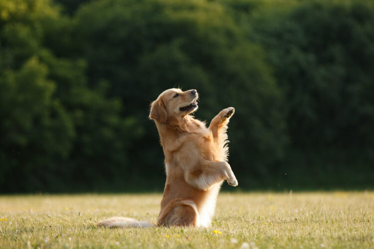 2026 client Canadian Kennel Club